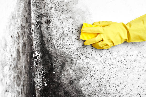 Best Toxic Mold Removal  in Waurika, OK