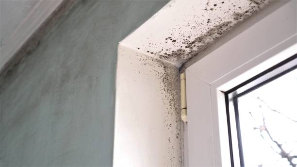 Best Local Mold Removal Service  in Waurika, OK