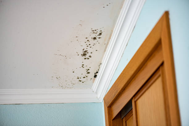 Best Commercial Mold Removal  in Waurika, OK