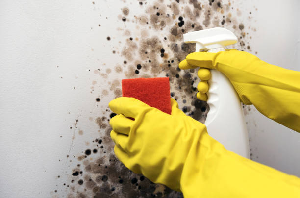 Reliable Waurika, OK Mold Removal Solutions