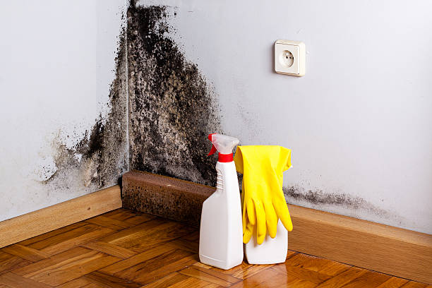Waurika, OK Mold Removal Company